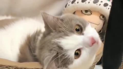 Baby Cats - Cute and Funny Cat Videos Compilation &2 || Cutest Kitten