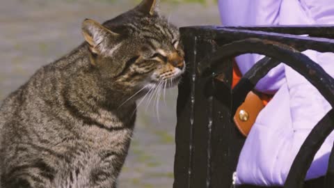 a tabby cat sitting on wooden chair while rubbing feet on the black steel