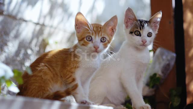 Beautiful Curious Kittens Stock Video - Download Vid.mp4