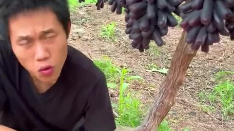 Chaines farming