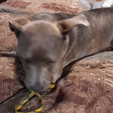 Tucker Carlson Loses the Short End of the Rope