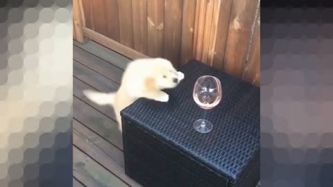 This puppy is so thirsty