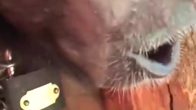 Monkey funny video