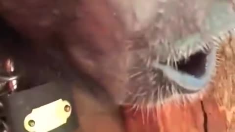 Monkey funny video