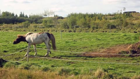 Cute and Beautiful Horse, Horse lover