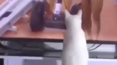 FUNNY CAT PART#01, #CUTE CAT, #funniest,#funniest animal videos, #funny animal,#cat, #funny,#shorts.