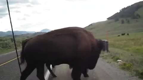 bison battle_batch