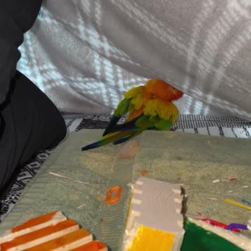 Parrot protecting his fortress