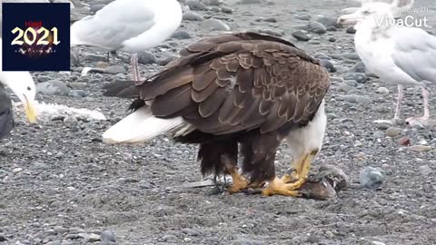 Walking bald eagle