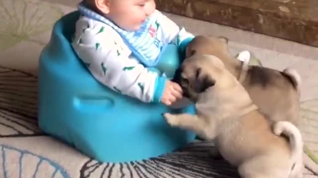 What's better than babies and dogs? Still waiting.... 🐶👶