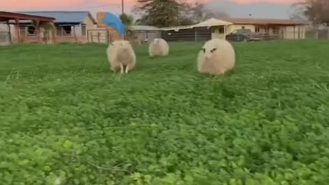 This looks like a Disney movie🎥