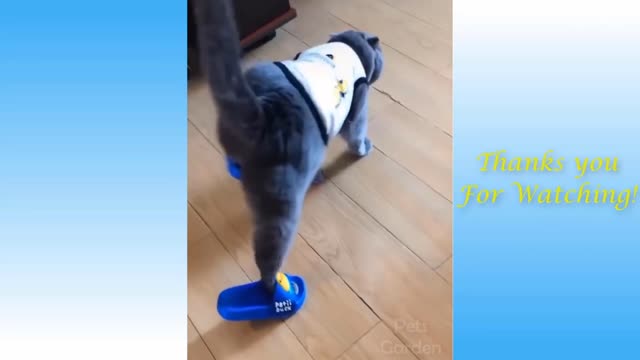 Cute and funny cats videos😂😂😂