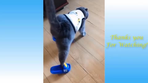 Cute and funny cats videos😂😂😂