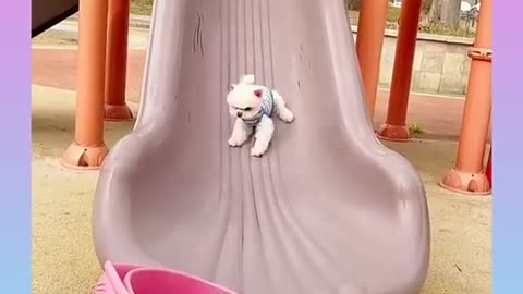 Cute and funnyy dogs