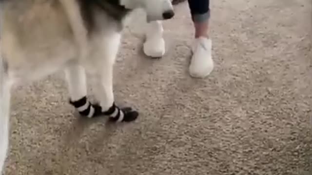 Funny Animals Cats And Dogs Try Not To Laugh Challenge!