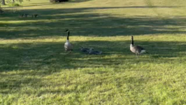 Babies geese