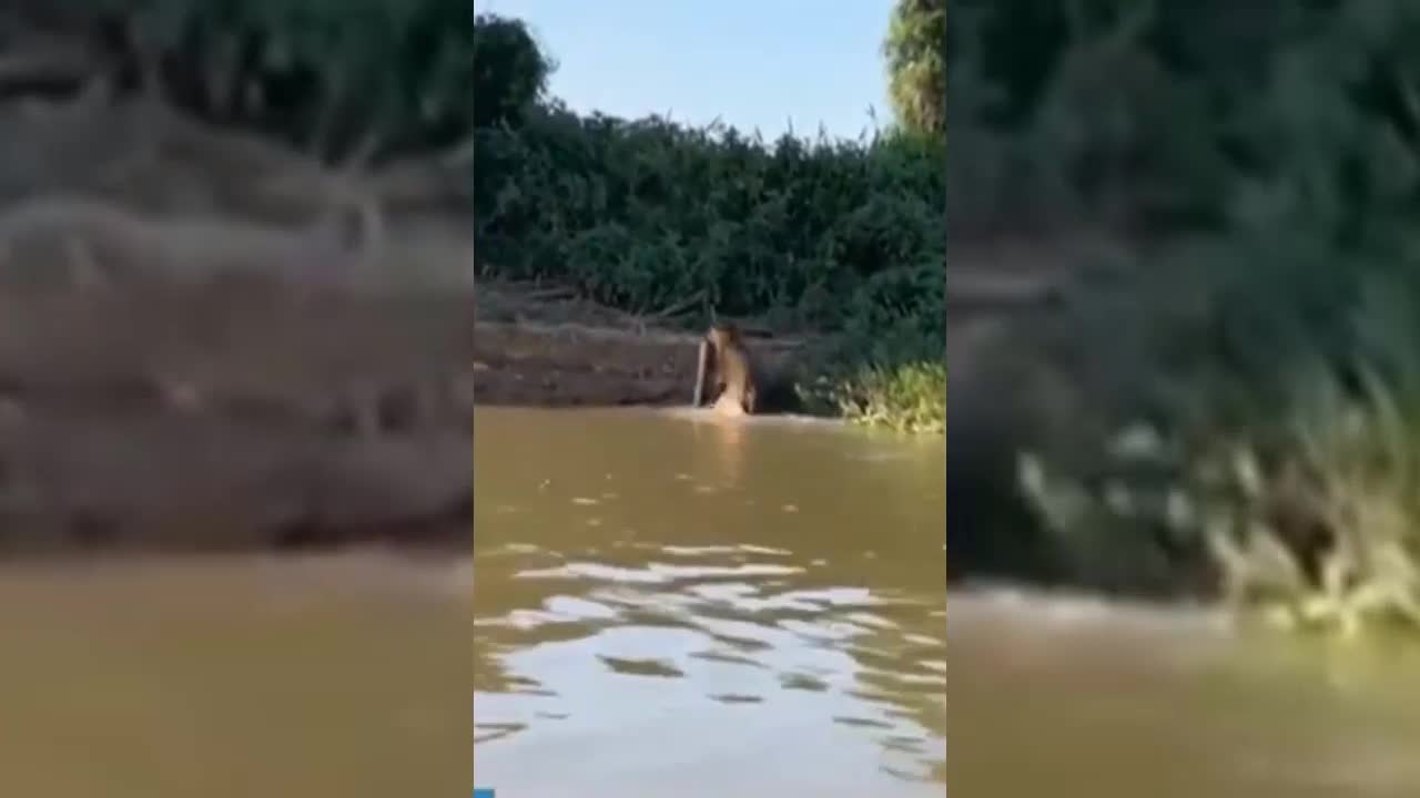 JAGUAR LEFT THE RIVER WITH SNAKE IN MOUTH - BELIEVE.
