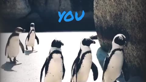 Funny Penguin 🐧 getting late