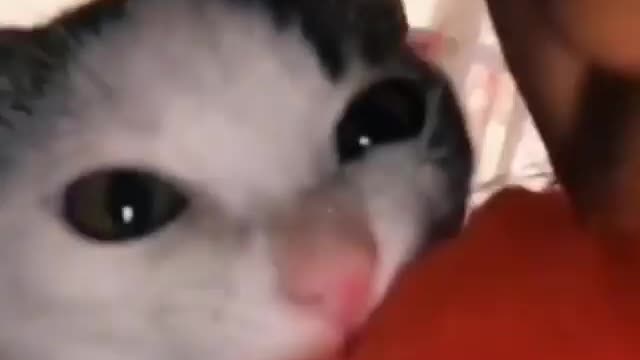 Funny and Cute Cats Videos #175