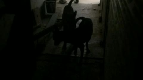 Dogs in Action | Breeding | Mating |