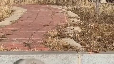 Cục bông di động 😂🐶#dog #cute #animals #
