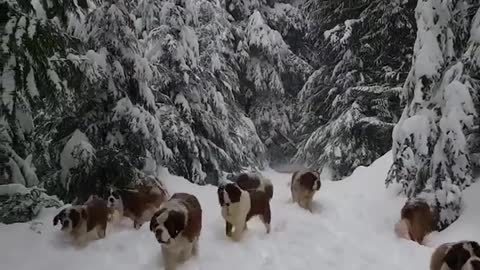 puppies playing in the snow