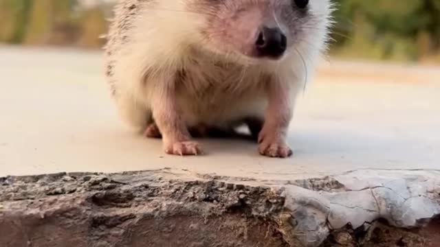 I play with the hedgehog, a lot of thorns