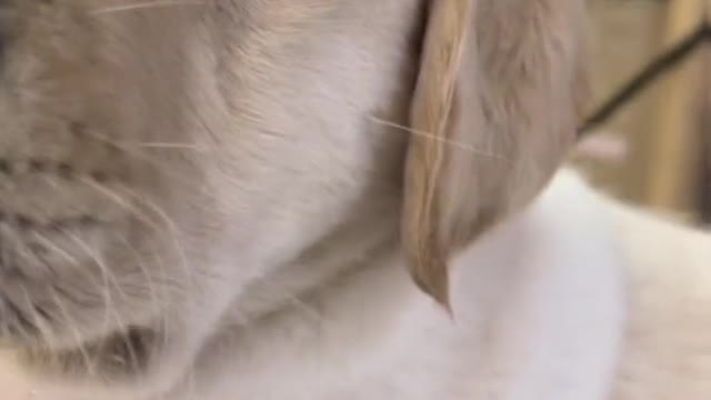 Labrador lovely daily life Pt.12