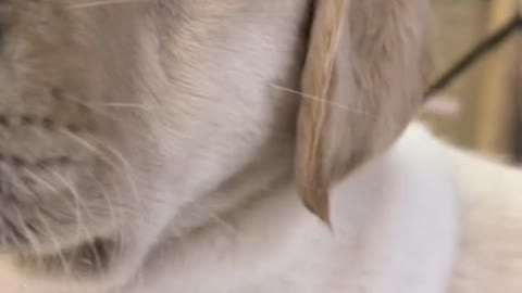Labrador lovely daily life Pt.12