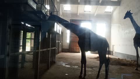 This giraffe has such a long neck