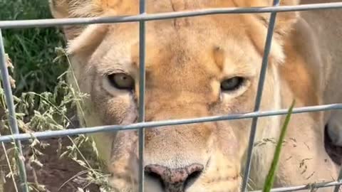 I think the big cats have a group text going where they roast the trainers