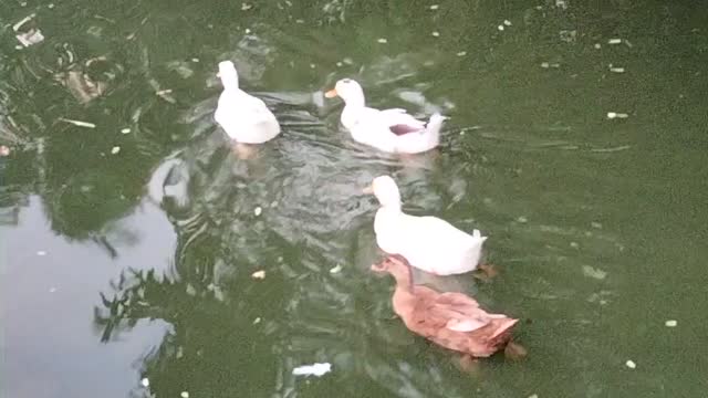 Video Of Ducks Swimming By Kingdom Of Awais