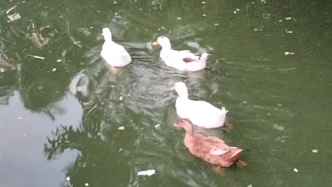 Video Of Ducks Swimming By Kingdom Of Awais