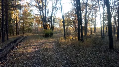 Autumn in the Russian forest