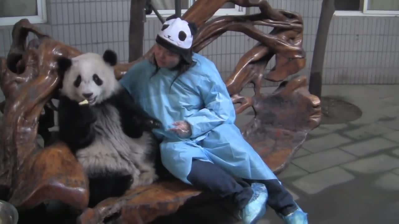 Panda on Lap - Chengdu Panda Breeding Center