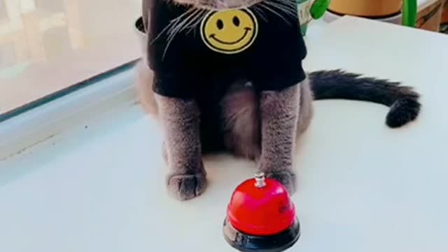 Funniest​ Animals Real 😹 - Best Of The 2020 #Funny​ Animals Videos - Try Not To Laugh