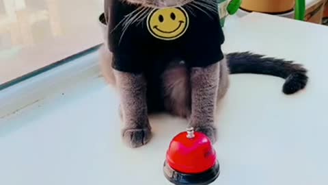 Funniest​ Animals Real 😹 - Best Of The 2020 #Funny​ Animals Videos - Try Not To Laugh