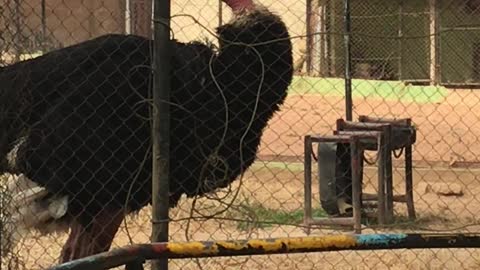 Ostrich with a Bloat in its Throat