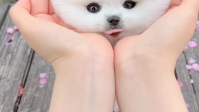 So Cute Pet | Cut animals | awsome Cat 🥰🥰
