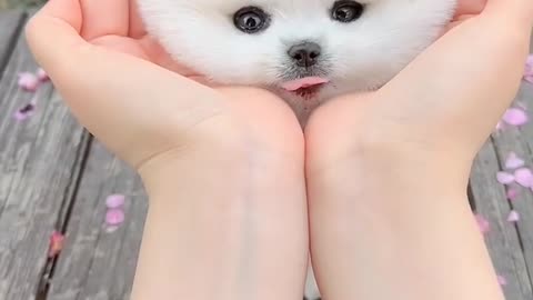 So Cute Pet | Cut animals | awsome Cat 🥰🥰