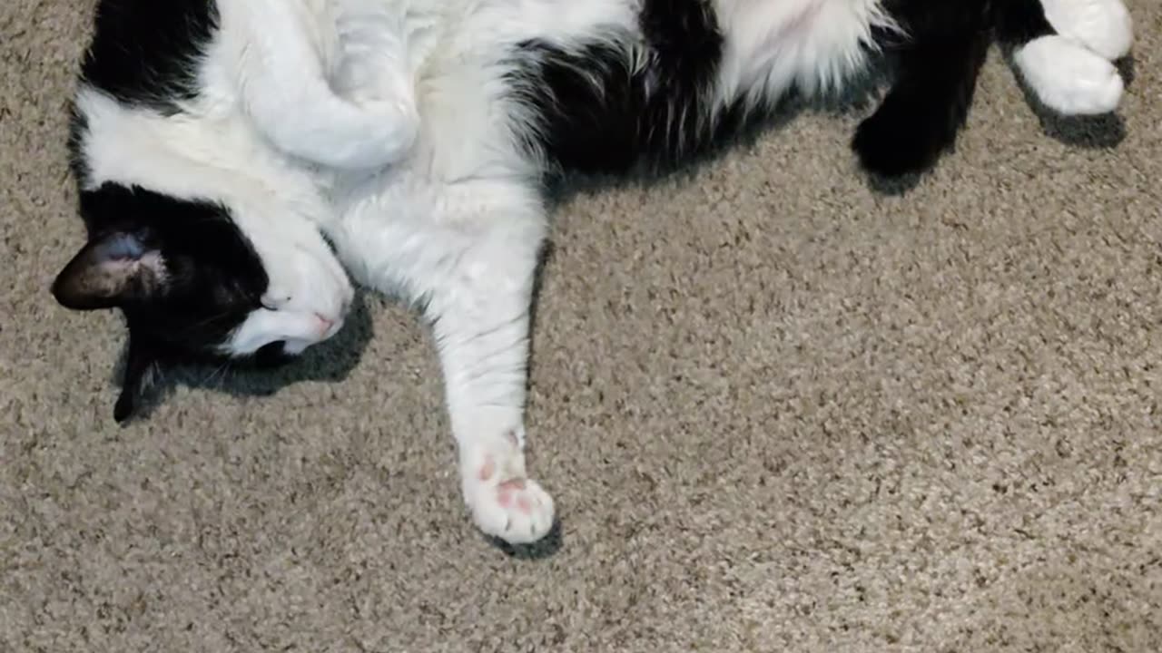 Rob Wolchek The Cat Sleeping, Dbn, MI, 2/15/24