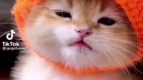 cute cat looks how beautiful