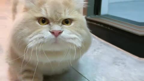 Beautiful sweet cat lovely