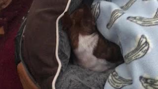 Doggy want yummy