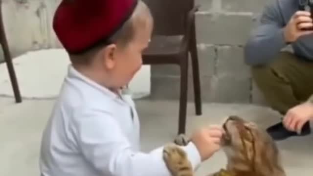 Cute and Funny Cats #tranding #cats #myfeed #cat #funny #viral