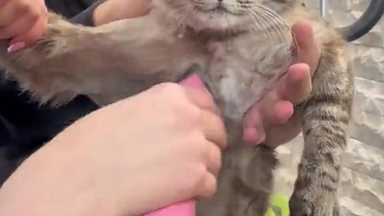 "Feline Follies: Cats Being Adorably Silly"