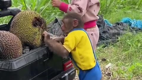 How are the little child and the little monkey playing with the jackfruit?