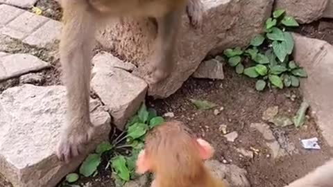 🐒 Cute Baby🙉 Monkey🐵lovely monkey