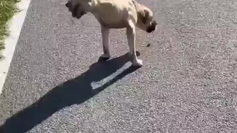 A Puppy Who Never Gave up