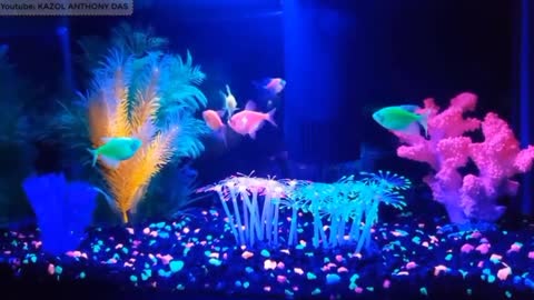 strange animals